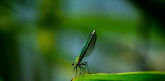 Radionica OSNOVE AKADEMSKOG I POSLOVNOG BONTONA