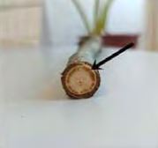 „Karakterizacija uzročnika holandske bolesti brijesta u Hrvatskoj – raznolikost i sposobnost prilagodbe na promjene okolišnih čimbenika”