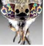 „Raznolikost faune obada(Diptera: Tabanidae)Banskog brda”