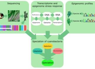 Dvije otvorene doktorske pozicije u algološkom laboratoriju doc. Mgr. Petra Dvořáka u Češkoj (Palacký University Olomouc, Department of Botany) na temu mehanizama evolucijske prilagodne cijanobakterija