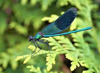 Obavijest o ispitu iz kolegija Animalna fiziologija