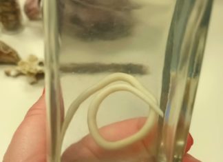 Obavijest o ispitu iz kolegija Animalna fiziologija 1