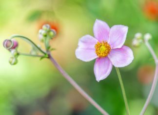 Obavijest o pismenom ispitu iz kolegija Anatomija biljaka