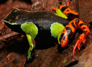 Svjetski dan žaba 2024.