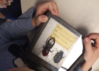 Održana radionica „NAJ“ U SVIJETU KUKACA u svrhu popularizacije znanosti (26.03.2024.)