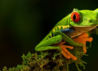 Obilježavanje Svjetskog dana žaba – 24.03.2024.