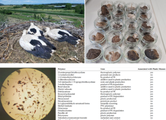 Objavljena znanstvena publikacija – rezultat suradnje istraživača Odjela za biologiju, Odjela za kemiju i Udruge studenata biologije “ZOA”
