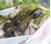 Prisutnost mikroplastike u tkivima vodozemaca