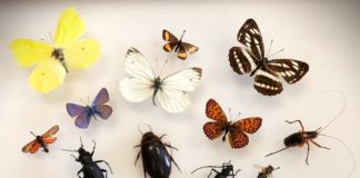 Kukci – sitni, ali bitni