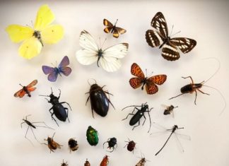 Kukci – sitni, ali bitni