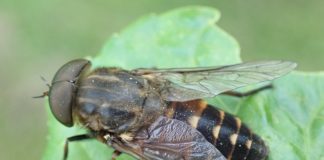 Oh.BAD – crno nam se piše!