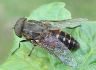 Oh.BAD – crno nam se piše!