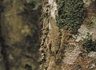 Pronađi me ako možeš!