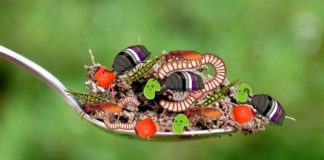 Skriveni život u žličici tla