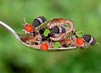 Skriveni život u žličici tla