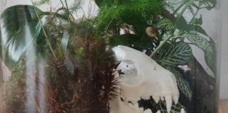 Carstvo izgubljenih lubanja