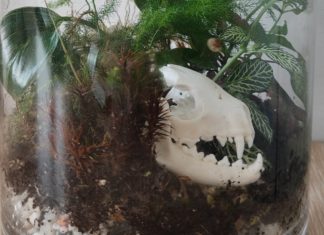 Carstvo izgubljenih lubanja