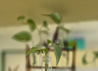 UČITELJ / ICA BIOLOGIJE