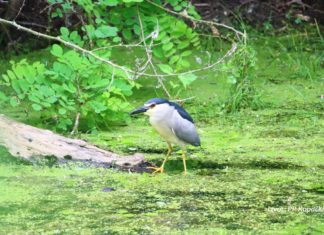 NASTAVNIK/CA BIOLOGIJE