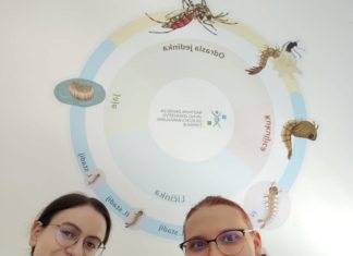 Studentice Matea Paulić i Ivana Lukač realizirale su praksu u sklopu projekta “Alumni mentor”