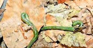 Ključ za identifikaciju gujavica temeljen na strojnom učenju i GIS platforma (web imobilna aplikacija) (ErIK2)