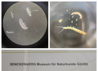 Professional practice of student Ana Kiš through the Erasmus+ program in Germany