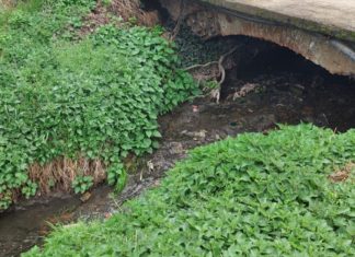 Natječaj za izbor i imenovanje Voditelja botaničkog vrta – Park šuma Marjan
