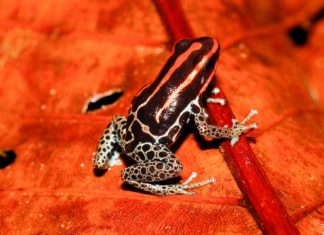 Poziv studentima – Obilježavanje Svjetskog dana žaba 30.3.2025.