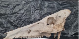 Forenzička entomologija – Tajna koju kukci čuvaju