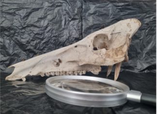 Forenzička entomologija – Tajna koju kukci čuvaju