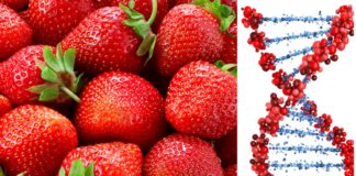 Tajni kod života – ekstrakcija DNA iz jagode