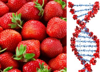 Tajni kod života – ekstrakcija DNA iz jagode