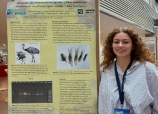 Prezentiran studentski projekt: “Molekularno određivanje spola nandua (Rhea americana) iz ZOO vrta Osijek – doprinos uzgoju i zaštiti ugroženih vrsta”