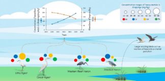 Objavljen znanstveni rad o neinvazivnom biomonitoringu teških metala u pticama – rezultat međunarodne suradnje