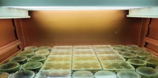 Studentski projekt: Utjecaj pepela, melase i načina prženja zrna na rast biomase na talogu od kave