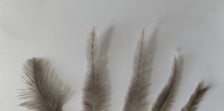 Uspješno proveden studentski projekt molekularnog određivanja spola nandua u ZOO vrtu Osijek