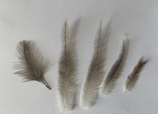 Uspješno proveden studentski projekt molekularnog određivanja spola nandua u ZOO vrtu Osijek