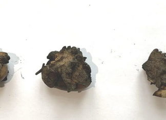 Studentski projekt: Hrastove šiške kao prirodni izvor antioksidansa