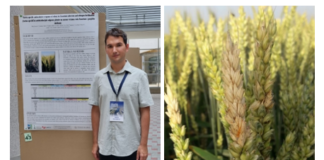 Studentski projekt Antioksidacijski odgovor pšenice na fuzarijsku palež klasa i gnojidbu dušikom uspješno proveden