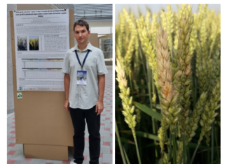 Studentski projekt Antioksidacijski odgovor pšenice na fuzarijsku palež klasa i gnojidbu dušikom uspješno proveden