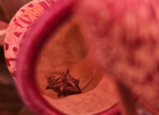 Uspješno realiziran studentski projekt „Lovci na sunce i insekte: kako uspješan lov utječe na fotosintezu karnivornih biljaka“ 🌱🍽️ 🦟