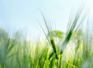 ČUVAR PRIRODE Javna ustanova „Park prirode Vransko jezero“