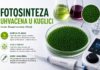 Fotosinteza uhvaćena u kuglici