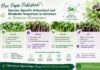 Novi znanstveni rezultati projekta NanoBioRem: objavljen rad o biofortifikaciji mikrozelenja selenom